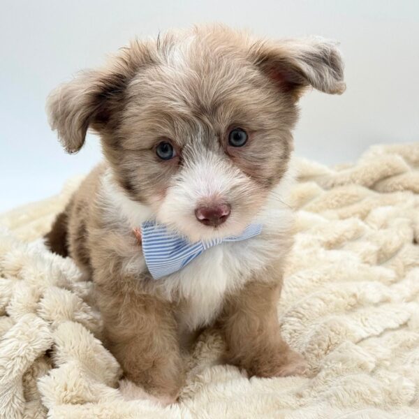 [#261474-01]  - Chocolate Merle M Aussiechon Puppies for Sale