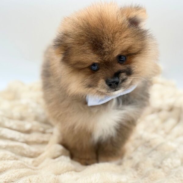 [#261473-03]  - Chocolate Merle M Pomeranian Puppies for Sale