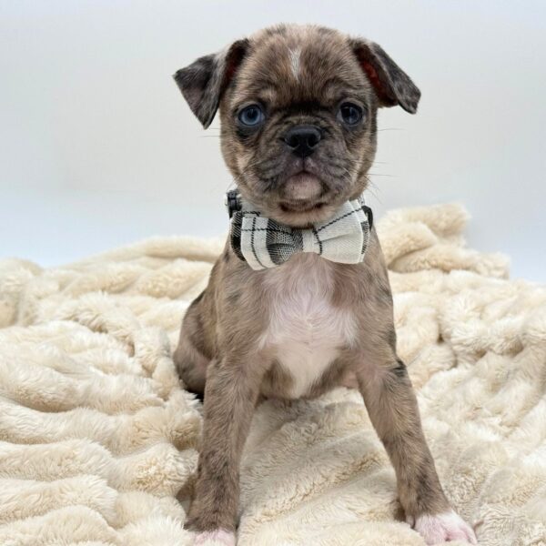 [#261510-01]  - Fawn Merle M Bugg Puppies for Sale