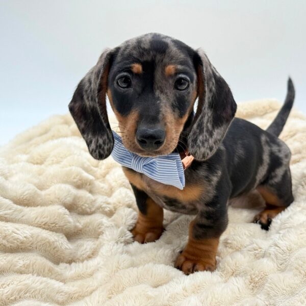 [#261897-01]  - Silver Dapple M Dachshund Puppies for Sale