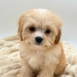 Petland Novi, Michigan Cavachon puppy available