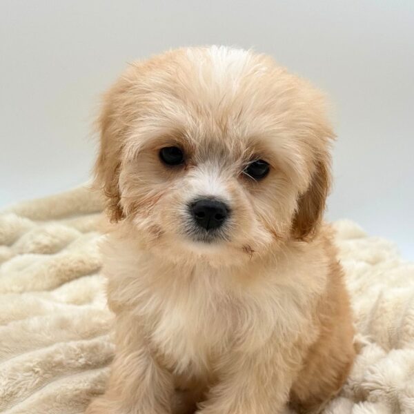 [#261574-03]  - Apricot F Cavachon Puppies for Sale