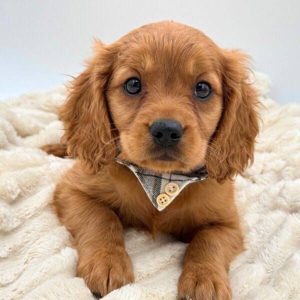 [#26232-05]  - Golden M Mini Golden Retriever Puppies for Sale