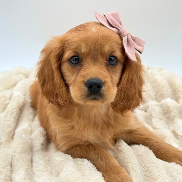 [#26232-06]  - Golden F Mini Golden Retriever Puppies for Sale