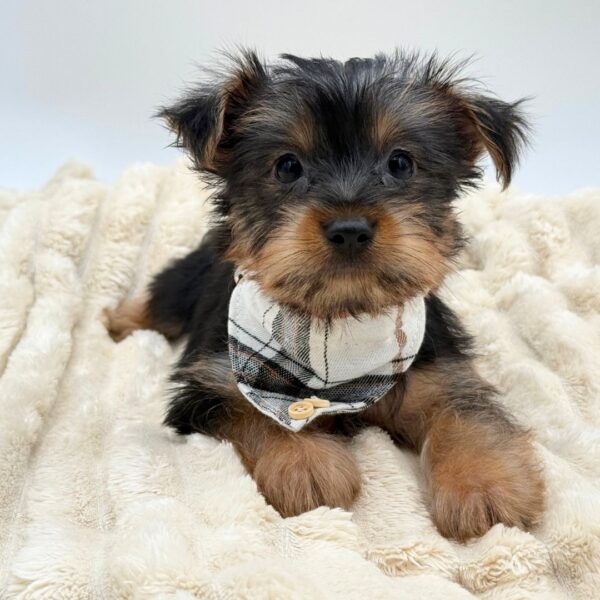 [#261953-04]  - Black / Tan M Silky Terrier Puppies for Sale