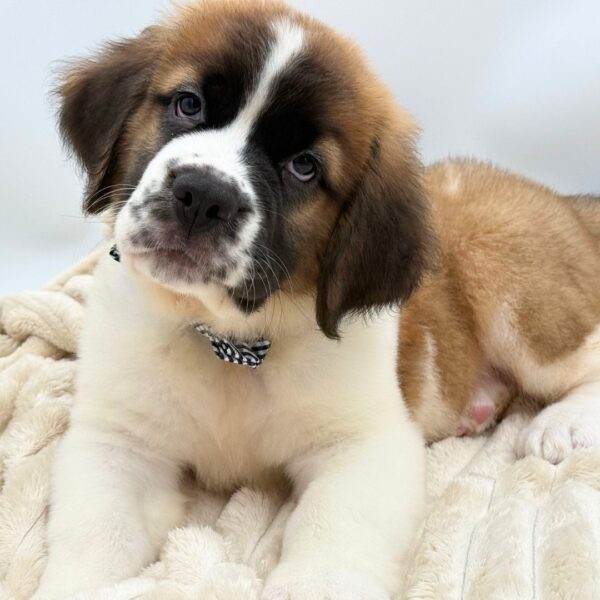 [#26227-01]  - Sable / White M Saint Bernard Puppies for Sale