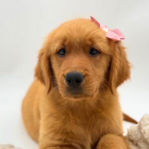 Petland Novi, Michigan Golden Retriever puppy available