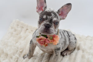 Petland Novi, Michigan French Bulldog puppy available