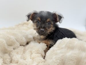 Petland Novi, Michigan Yorkshire Terrier puppy available