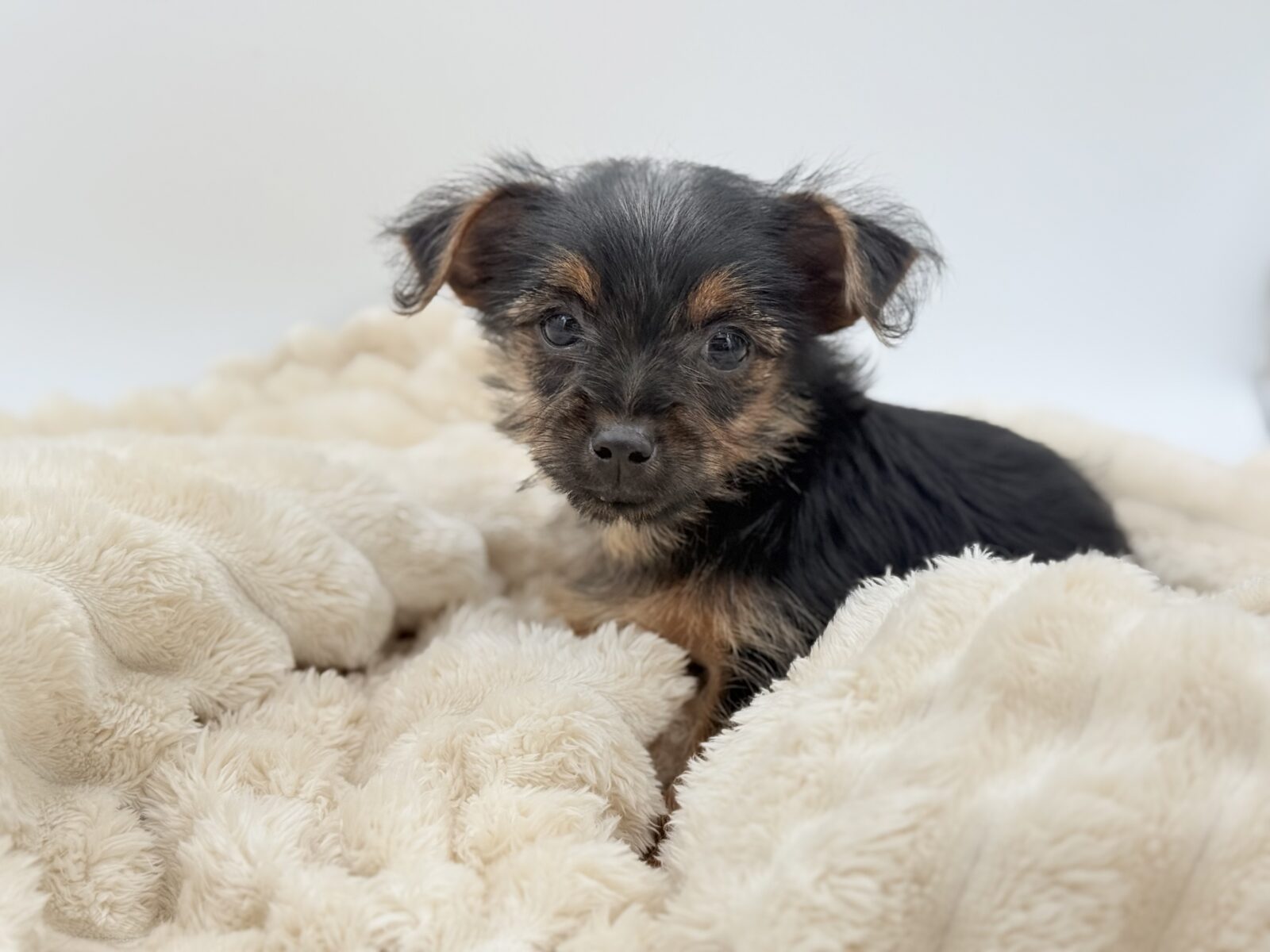 Yorkshire Terrier in Livonia, MI