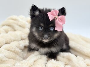 Petland Novi, Michigan Pomsky puppy available