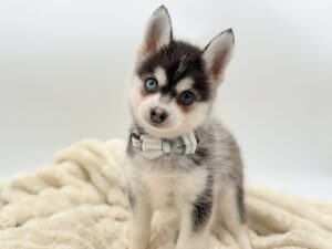 Pomsky(M) 40370