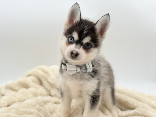 [#2655-01]  - Wolf Sable M Pomsky Puppies for Sale