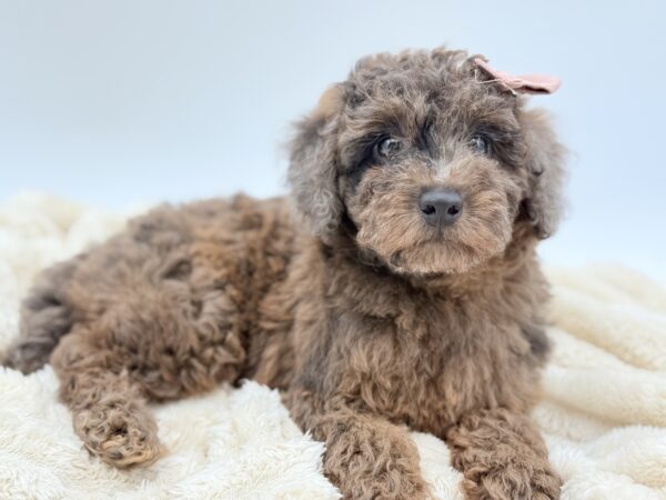 [#2654-01]  - Blue Merle F Poodle Mini Puppies for Sale