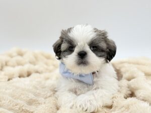 Petland Novi, Michigan Shih Tzu puppy available