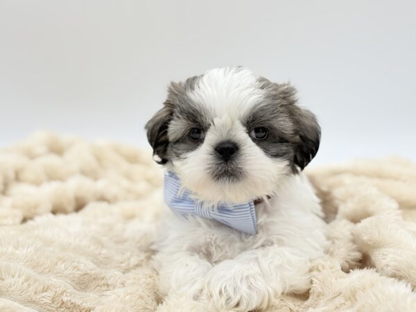 [#261477-02]  - Brown / White M Shih Tzu Puppies for Sale