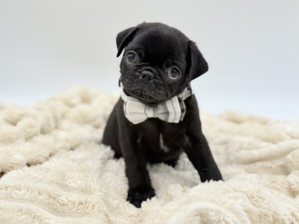 [#261450-01]  - Black M Pug Puppies for Sale