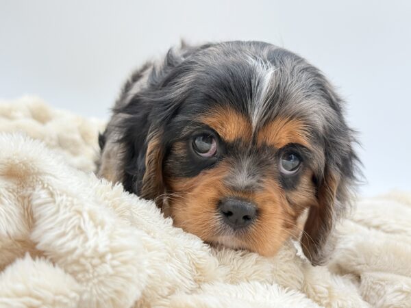 [#261475-02]  - Blue Merle M Cavalier King Charles Spaniel Puppies for Sale