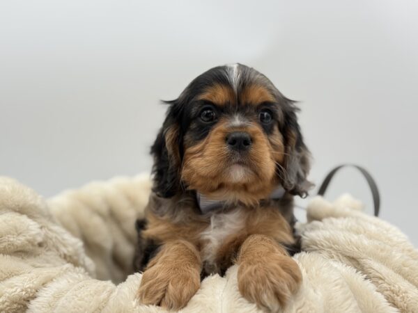 [#261475-02]  - Blue Merle M Cavalier King Charles Spaniel Puppies for Sale