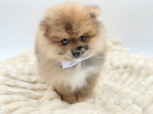 Petland Novi, Michigan Pomeranian puppy available