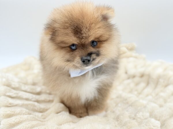 [#261473-03]  - Chocolate Merle M Pomeranian Puppies for Sale