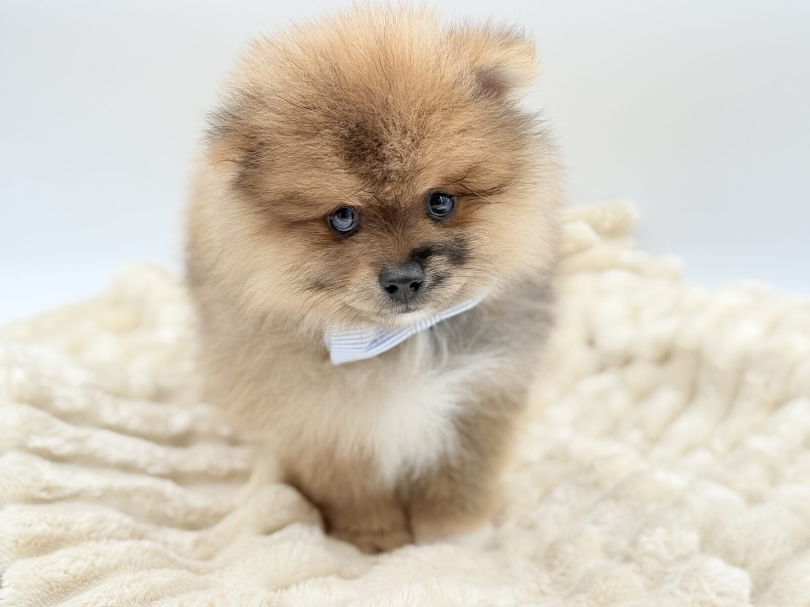 Pomeranian in Livonia, MI