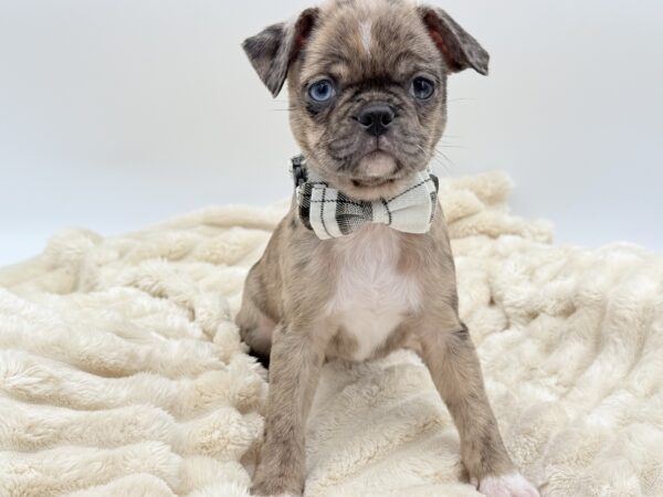 [#261510-01]  - Fawn Merle M Bugg Puppies for Sale