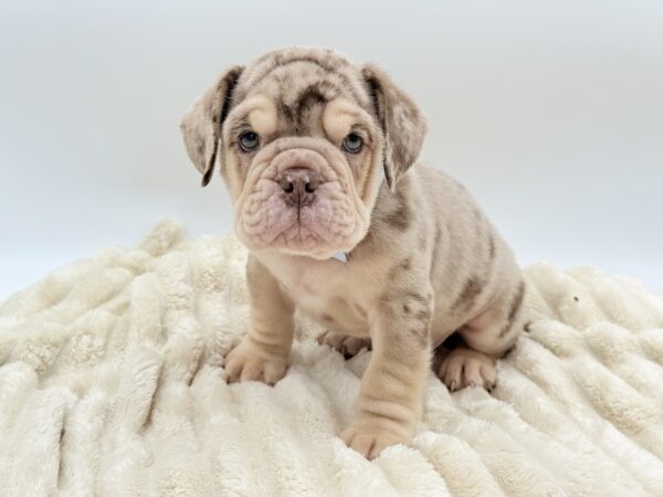 [#261408-02]  - Chocolate Merle M Beabull 3/4 Puppies for Sale