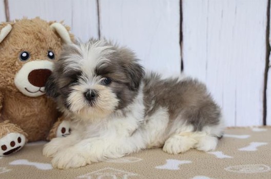[#261835-01] Wrigley - Silver & White M Shih Tzu Puppies for Sale