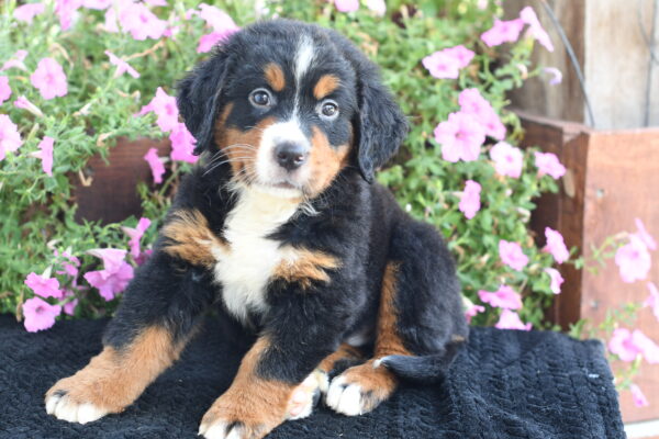 [#262050-02] Peanut - Black Tricolor M Bernese Mountain Dog Puppies for Sale