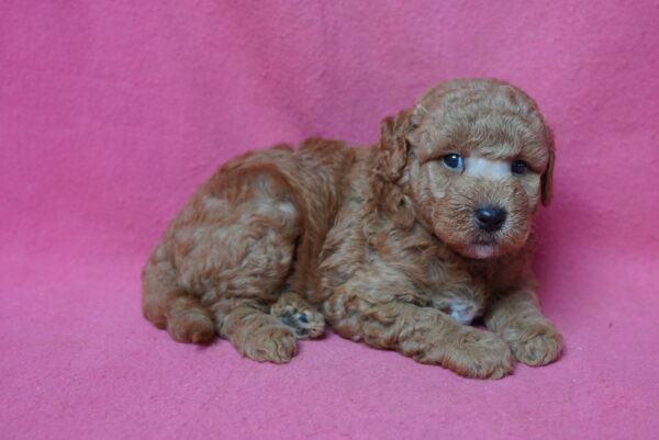 [#261738-02] Noah - Red M Mini Goldendoodle 2nd Gen Puppies for Sale