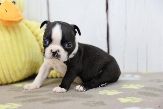 [#262040-04] Teddy - Black & White M Boston Terrier Puppies for Sale
