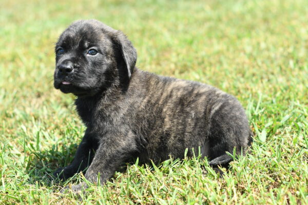 [#262051-03] Diego - Brindle M English Mastiff Puppies for Sale