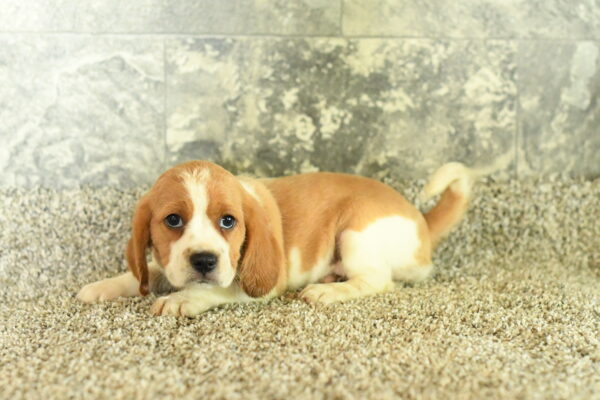 [#262304-05] Ella - Lemon F Beaglier Puppies for Sale