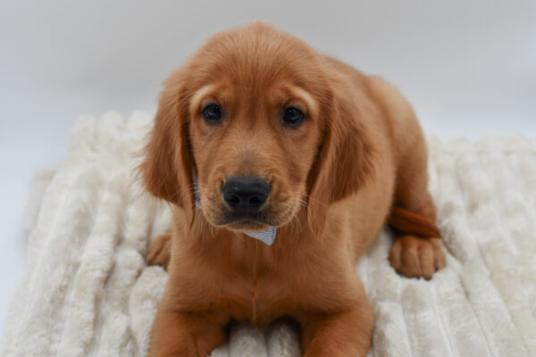[#2659-06]  - Golden M Golden Retriever Puppies for Sale