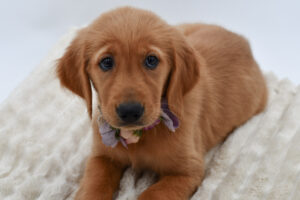 Petland Novi, Michigan Golden Retriever puppy available