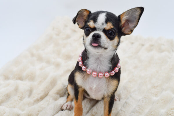 [#261384-02]  - Black / White F Chihuahua Puppies for Sale