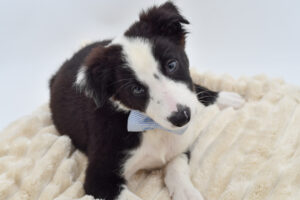Petland Novi, Michigan Border Collie puppy available