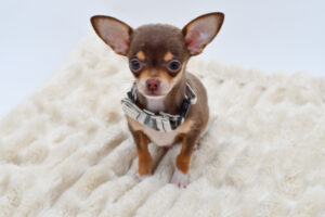 Petland Novi, Michigan Chihuahua puppy available