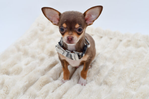 [#262160-02]  - Chocolate / White M Chihuahua Puppies for Sale