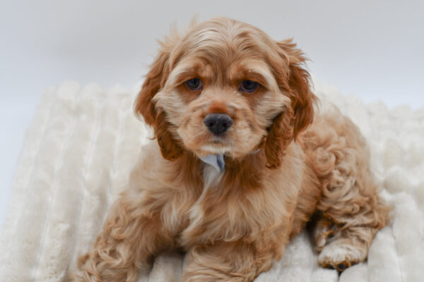 [#261625-01]  - Buff M Cocker Spaniel Puppies for Sale