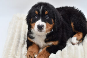 Petland Novi, Michigan Bernese Mountain Dog puppy available