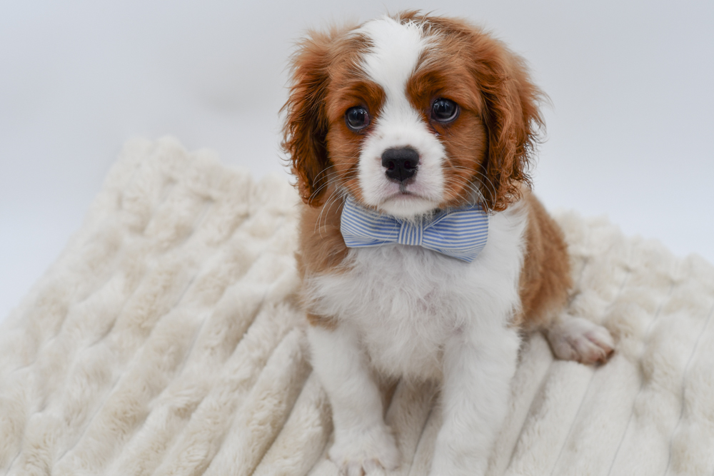 Cavalier King Charles in Detroit, MI