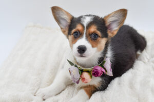 Petland Novi, Michigan Pembroke Welsh Corgi puppy available
