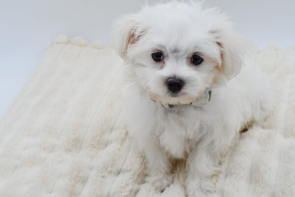 [#262069-01] Miles - White M Maltese Puppies for Sale