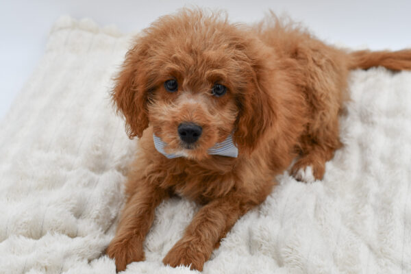[#261946-04] Bruno - Red M Mini Goldendoodle 2nd Gen Puppies for Sale