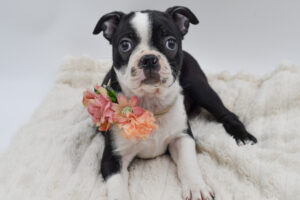 Petland Novi, Michigan Boston Terrier puppy available