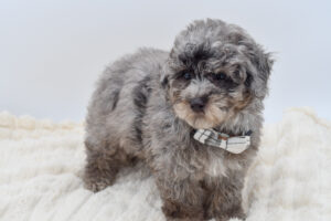 Petland Novi, Michigan Maltipoo puppy available