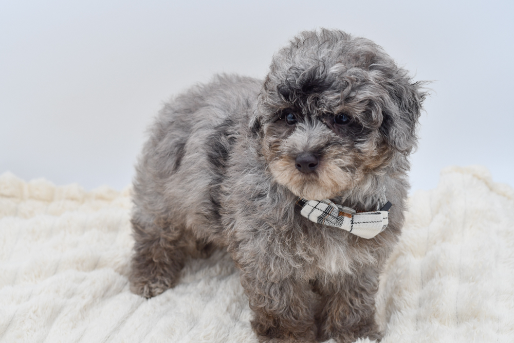 Maltipoo in Livonia, MI