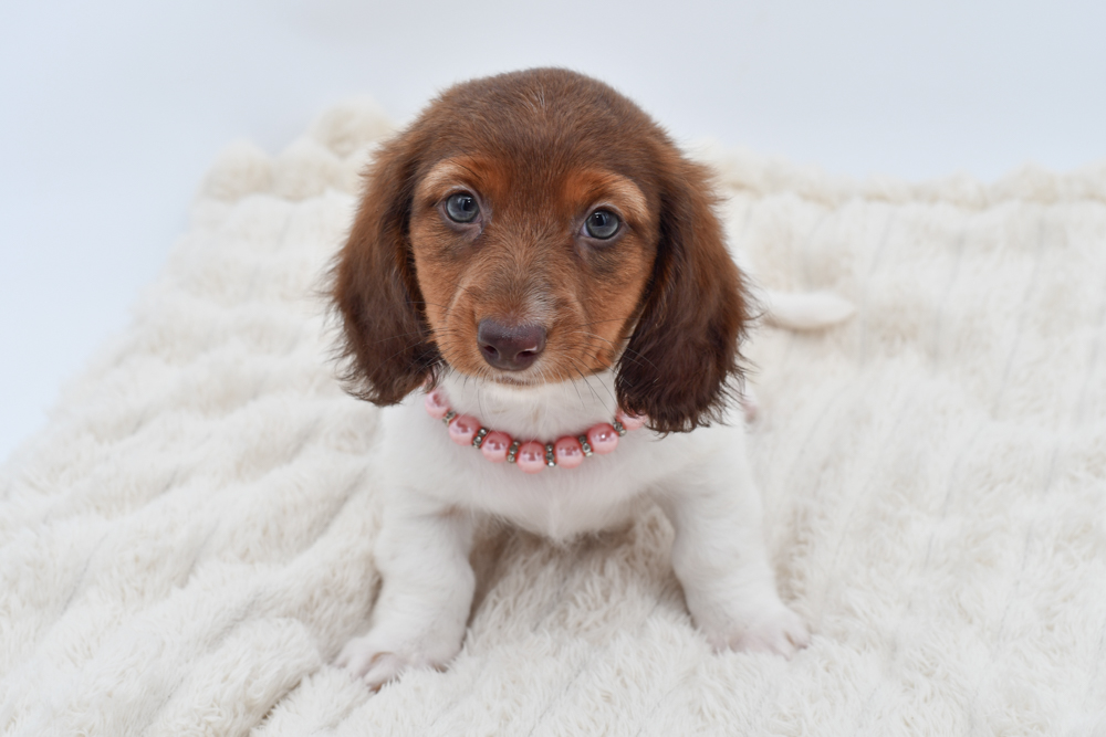 Dachshund in Detroit, MI